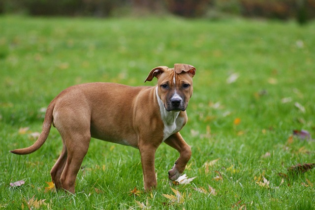 happy dog running in Canadian park