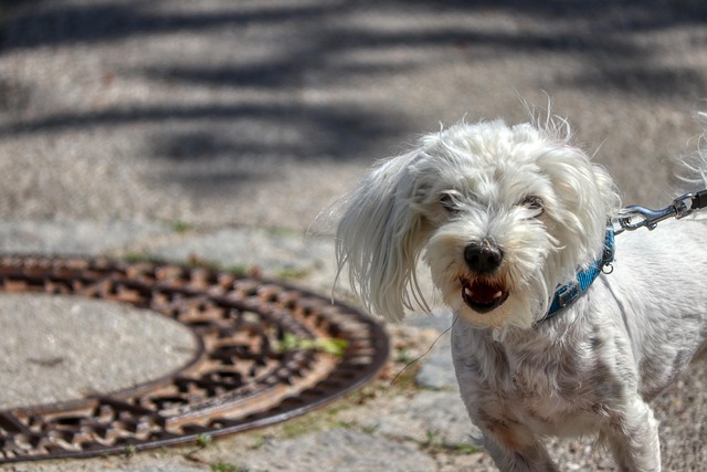 owner training dog with treat in Toronto condo